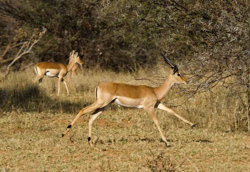 208 - Namibia - antilopes Impala - reserva de animales Mahango